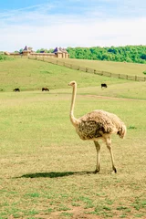 Keuken foto achterwand ostrich in the zoo © kaluginfoto