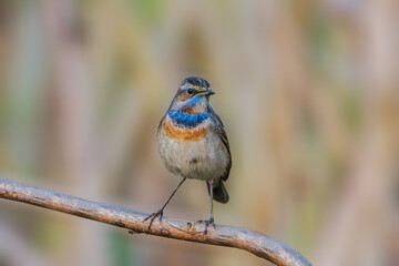 Male Bluethroat (Luscinia svecica) perched on dry branch, seen in a India.