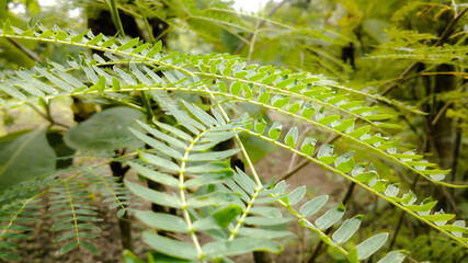 Chinese Petai Leaf photo taken macro