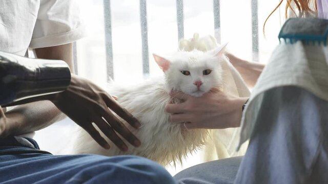 A domestic cat was bathed and dried with a hair dryer close-up