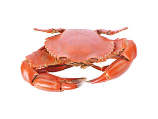 Crab isolated on white background.