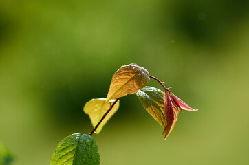 Fresh young leaves on blurred background