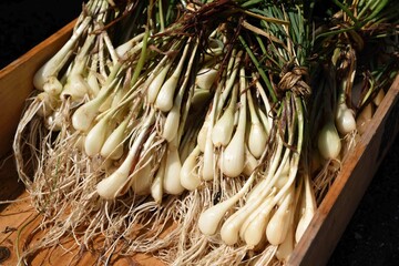 収穫したらっきょうを洗った