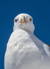 Closeup of a Black Backed Gull bird 