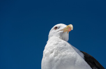 Closeup of a Black Backed Gull bird 