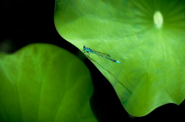 Blue dragonfly (Paracercion hieroglyphicum) on lotus leaf