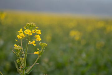 Obraz premium Rapsfeld zur Blütezeit