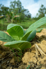 farming tobacco