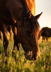 Horse and grass