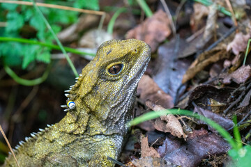 A rare Tuatara lizard in New Zealand