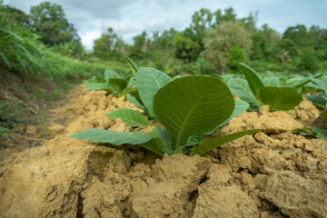 farming tobacco