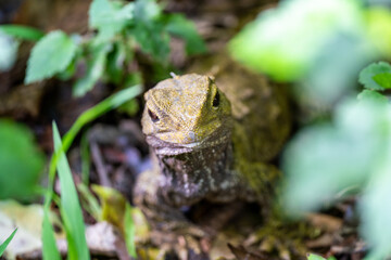 A rare Tuatara lizard in New Zealand