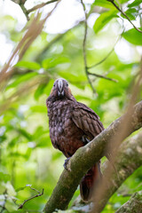 A Kaka Parrot bird in a tree in New Zealand