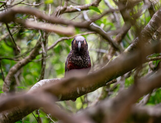 A Kaka Parrot bird in a tree in New Zealand