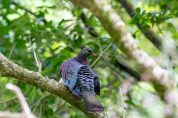 A kereru wood pigeon sitting in a tree in New Zealand