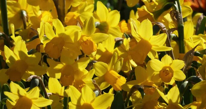 Narcissus. Various common names includ daffodil,narcissus and jonquil