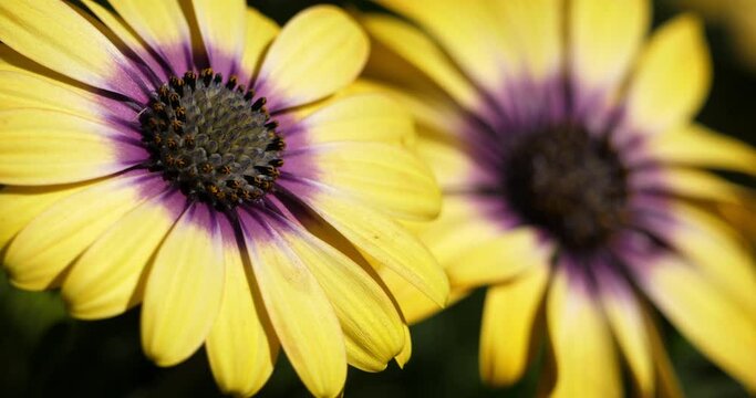 Dimorphotheca is a genus of plants in the sunflower family