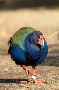 Close up of a rare Takahe bird in New Zealand