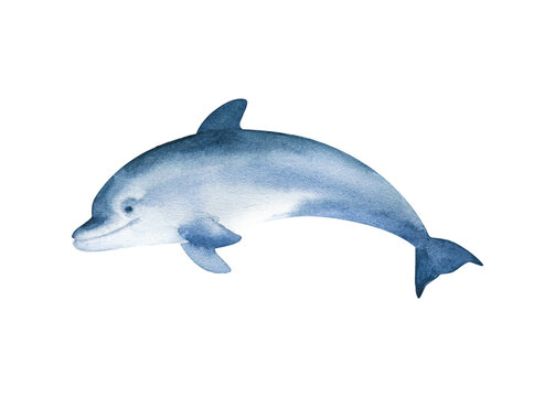 Watercolor dolphin isolated on white background. Hand drawn realistic illustration