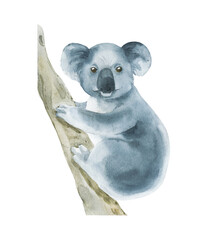 Watercolor koala on branch isolated on white background. Hand drawn realistic illustration