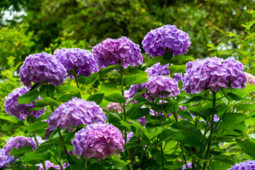 大神のアジサイ