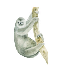 Watercolor sloth on branch isolated on white background. Hand drawn realistic illustration