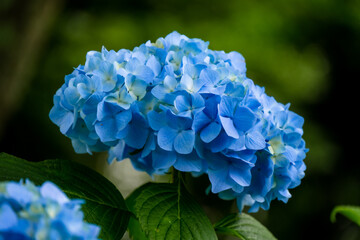 大神のアジサイ