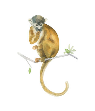 2,058 BEST Monkey Watercolour IMAGES, STOCK PHOTOS &amp; VECTORS | Adobe Stock