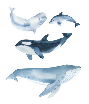 Watercolor set of sea animals isolated on white background. Hand drawn realistic illustration