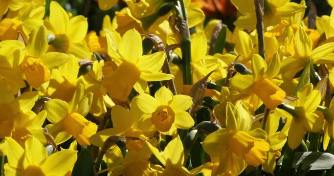 Narcissus. Various common names includ daffodil,narcissus and jonquil