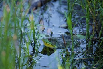 Summer Bullfrog in the Bog