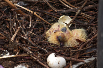 Palomos recién nacidos