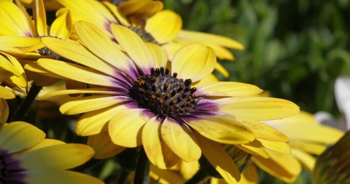 Dimorphotheca is a genus of plants in the sunflower family