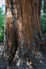 Texture of A Large Old Redwood Tree