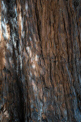Texture of A Large Old Redwood Tree