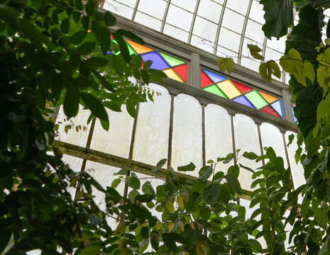 Overgrowth & Stained Glass In The Conservatory