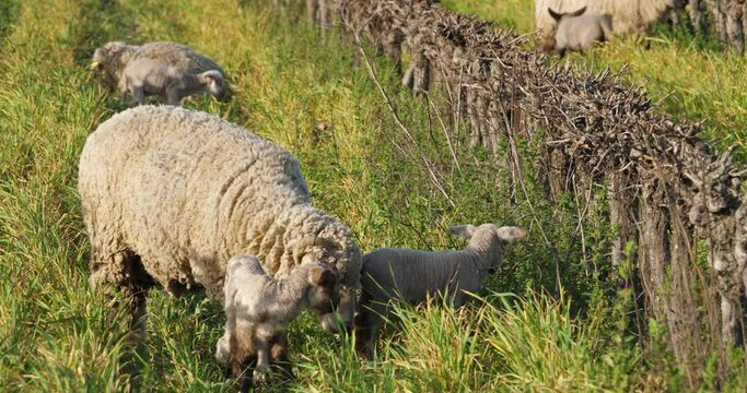 Domestic sheeps ( merinos d Arles), grazing in the vineyards, Occitanie, France