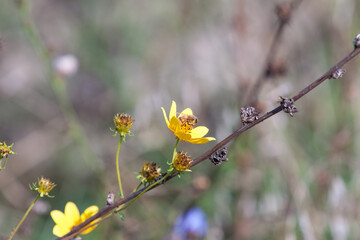 Bee having a snack