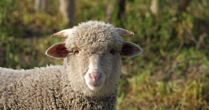 Domestic sheeps ( merinos d Arles), grazing in the vineyards, Occitanie, France