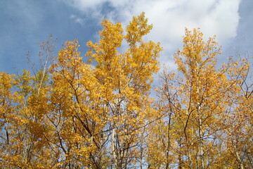 Fototapeta na wymiar Autumn Leaves, Elk island National Park, Alberta