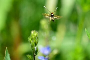 The picture captures the moment the insect takes off over the plant.