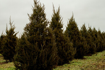 tree farm nursery winter