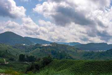 Fototapeta na wymiar Tea plantation in Cameron highlands, Malaysia