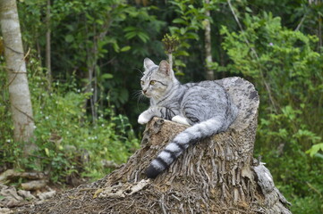 black and white striped cat