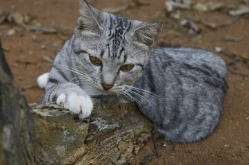 black and white striped cat