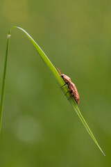 makro