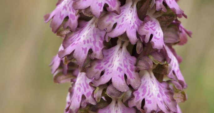 orchis a longues bractées, Barlia robertiana, wild flower, in the southern France