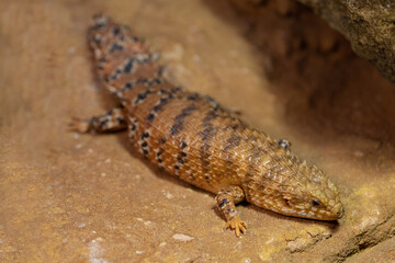Eastern Pilbara Spiny-tailed Skink