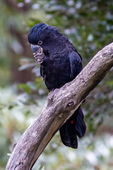 Red-tailed Black Cockatoo feeding on nut