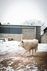White swiss shepherd looking in the snow